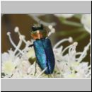 Anthaxia nitidula - Eckschild-Prachtkaefer w01a.jpg